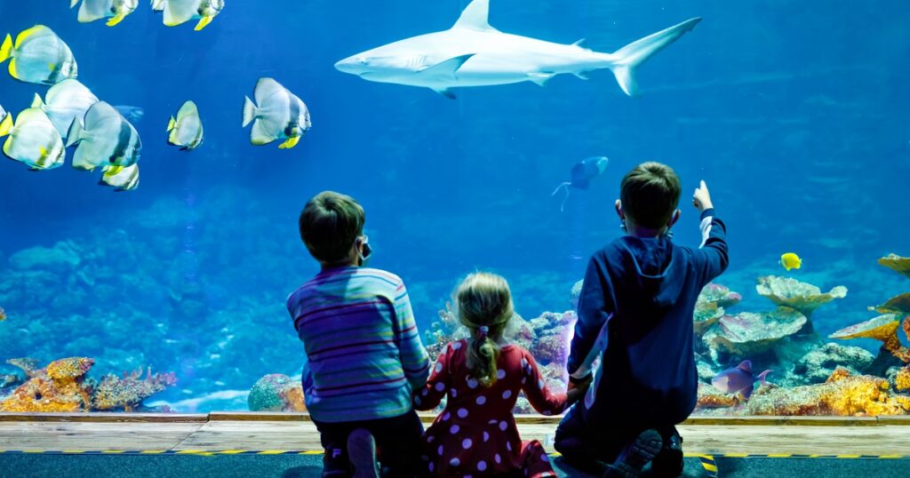 水族館デートでの告白が失敗
