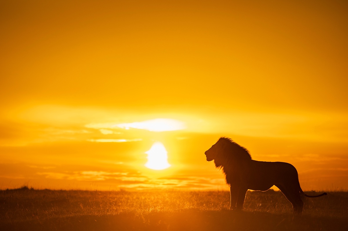 リーダーや支配者といった意味を持つ？夢占い「ライオンの夢」を見た意味とは