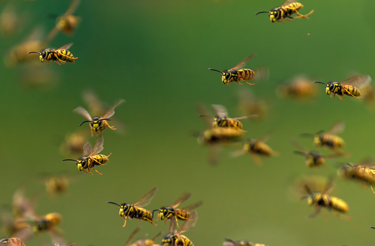 「夢占い」蜂の夢の意味と心理とは？…蜂に刺される？逃げる？駆除する！？
