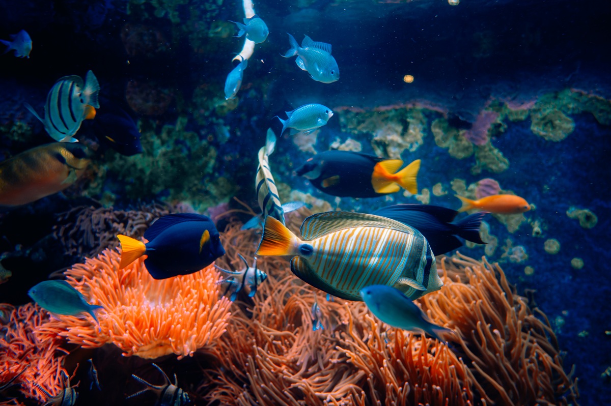 熱帯魚の夢を見たことある？飼う、眺める…熱帯魚になる！？熱帯魚の夢占い