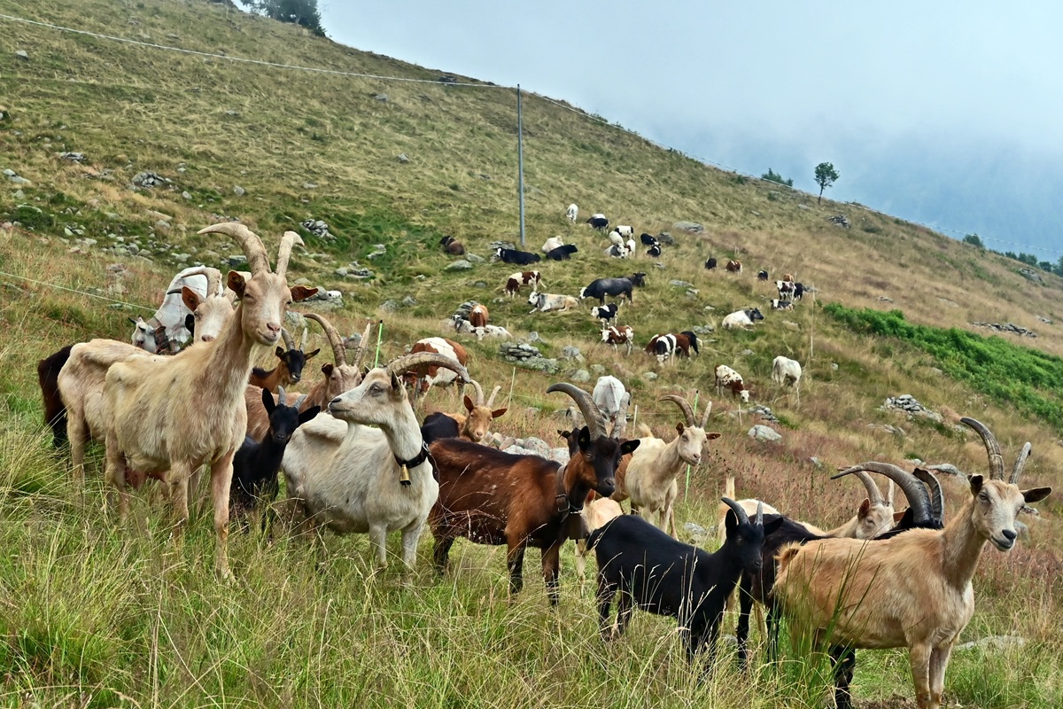 落ち着いている、穏やかであることの象徴？「夢占い」ヤギの夢の意味と心理とは