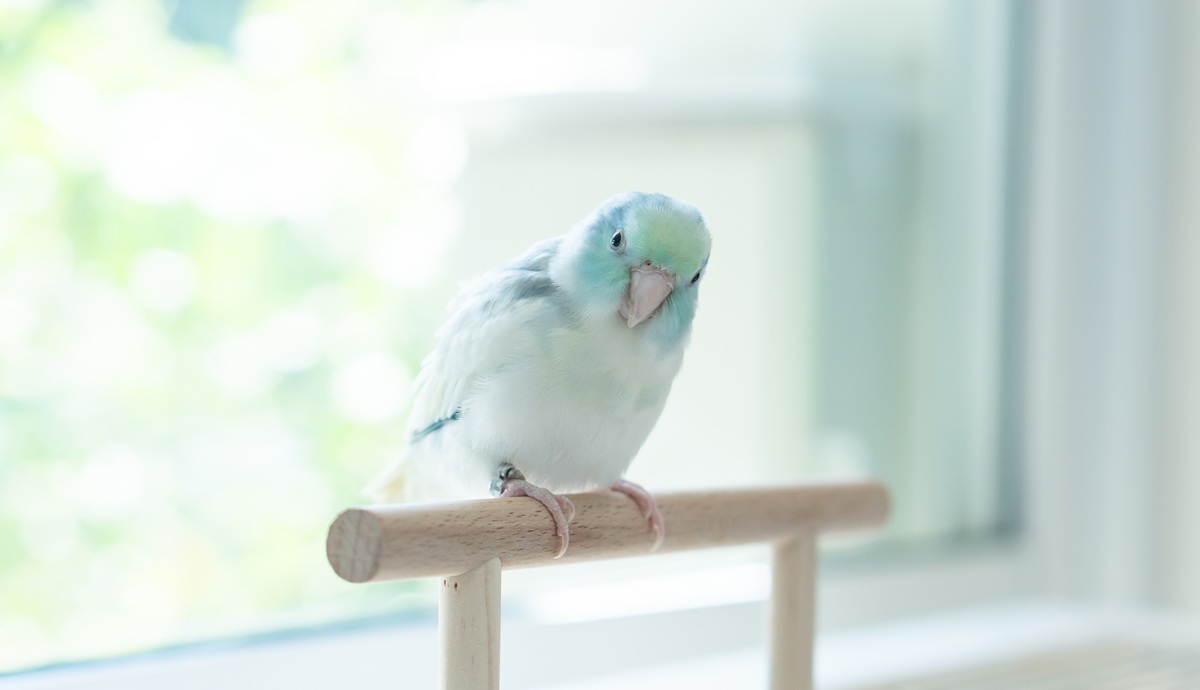 夢占いにおける「インコの夢」の意味とは？シチュエーションごとの運勢を解説！