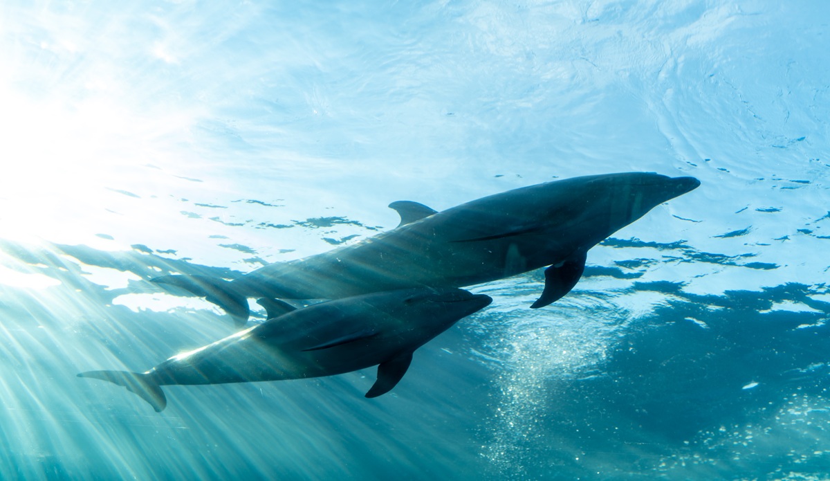 幸運の前触れかも？夢占いにおける「イルカの夢」の意味とは？男女別で運勢を解説