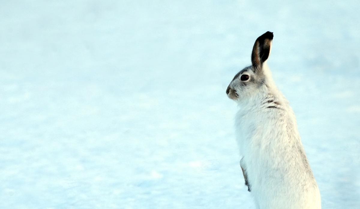 恋愛運アップの予兆？夢占い「うさぎの夢」の意味とは？幸運を掴むポイントを解説