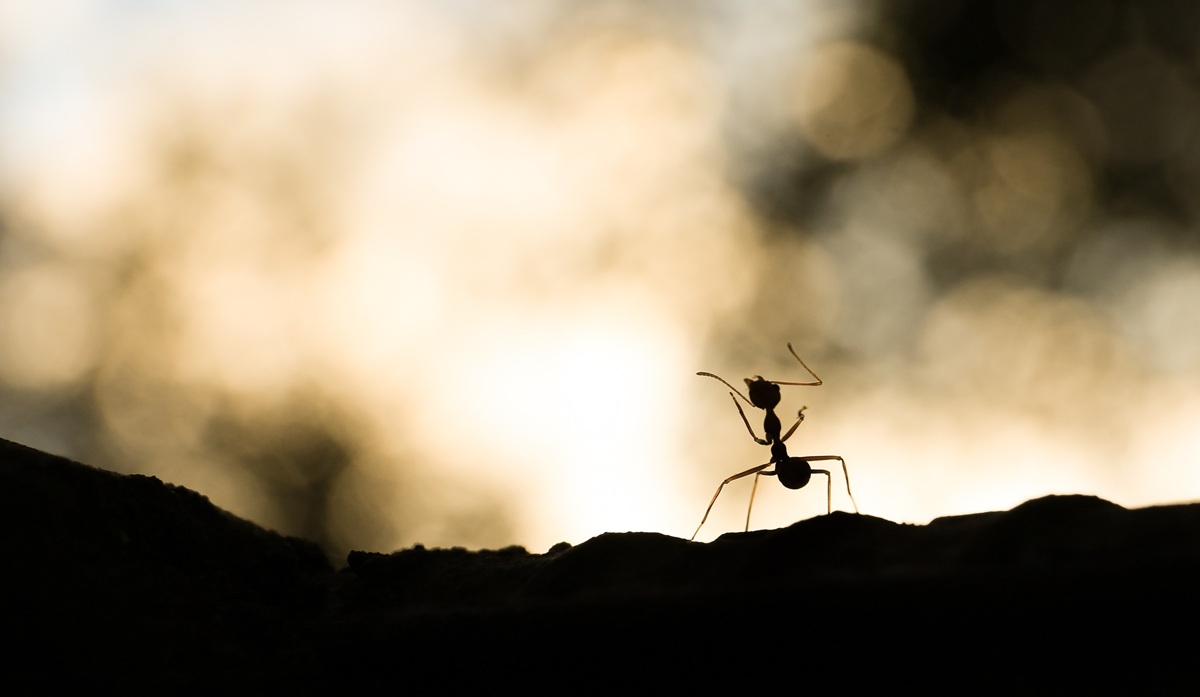 夢占いにおける「蟻の夢」の意味とは？地道な努力が実る兆し！？今後の運勢を解説