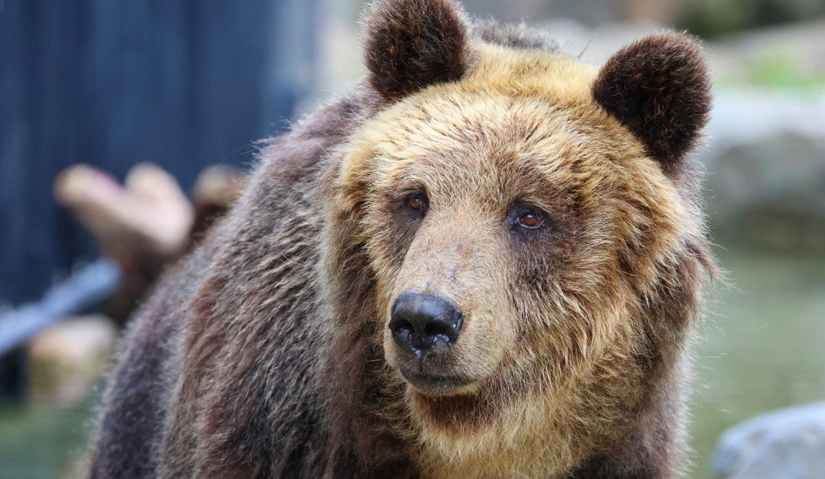 熊に襲われる！？夢占い「熊の夢」を見た意味と心理をシチュエーションごとに解説