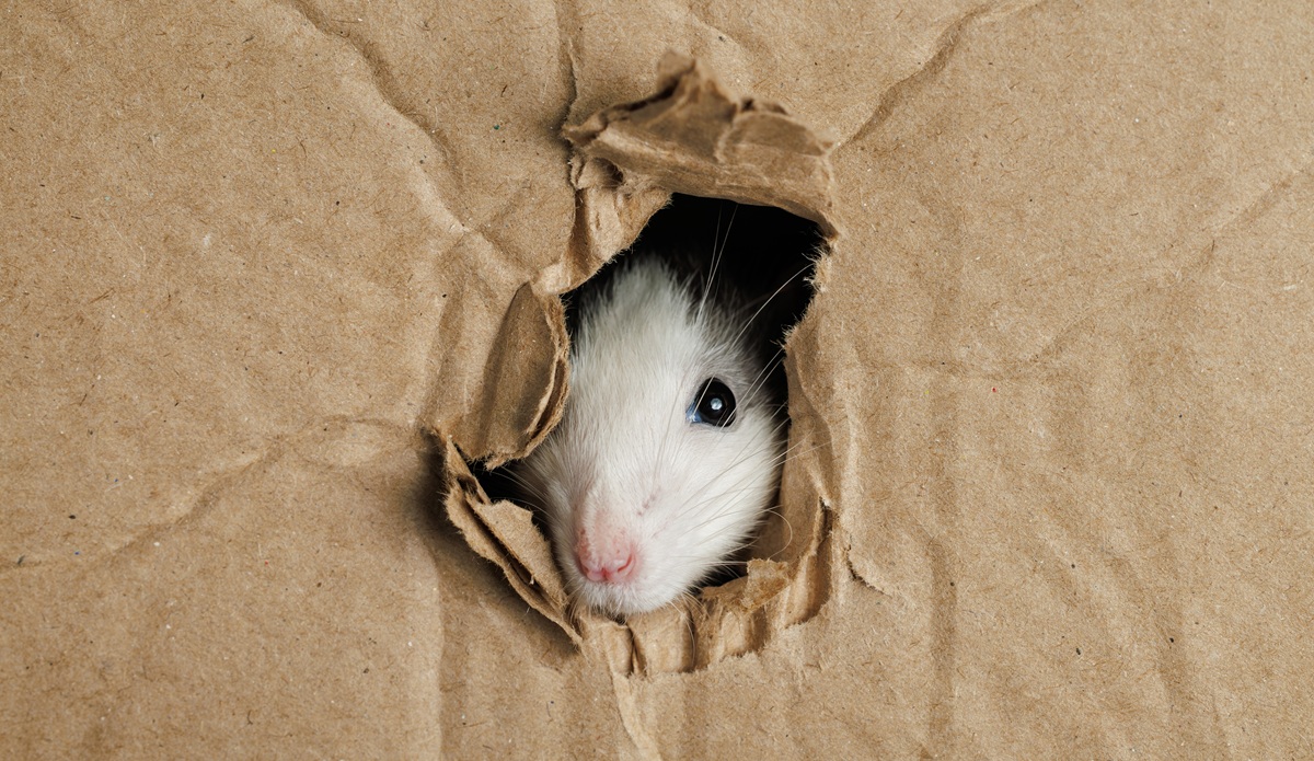 凶夢！？夢占い「ねずみの夢」を見る意味と心理とは？夢を見た時に気を付ける事