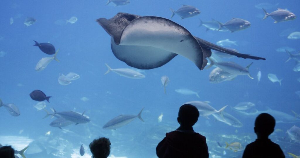 東京でデートにおすすめの水族館