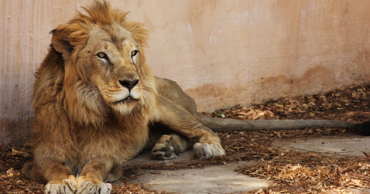 東京でデートにおすすめの動物園ランキングを教えてください。デートの行き先の定番の一つに動物園がありますよね。かわいい動物たちに囲まれて一緒に癒されれば、関係が深