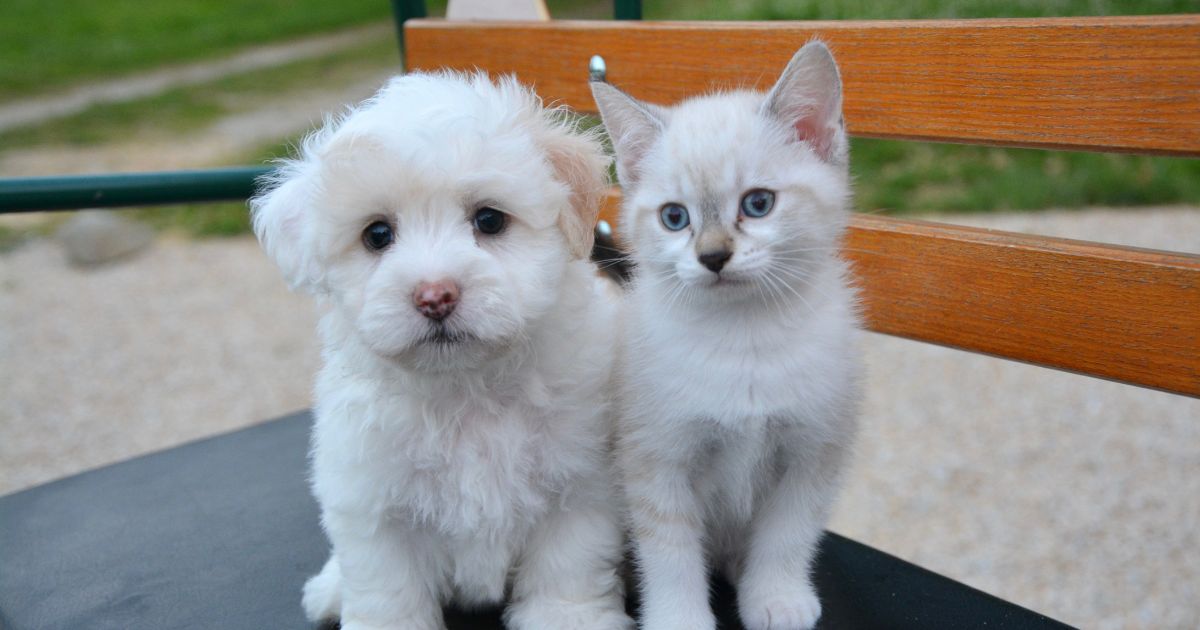 彼氏がもしペットを飼っていたら、どのペットが良いですか？もちろん、こちら側が勝手に決めることではないのですが、もし彼氏の家に行くとか同棲するといったケースになっ