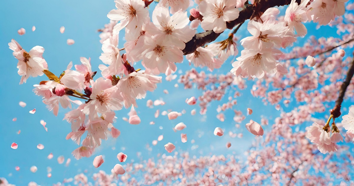 春は桜の季節ですね。ソメイヨシノやしだれ桜など春を彩り日本に産まれてよかったと思います。桜まつりなども開催されて恋人たちや友達とがお花見をデートにいくとおもいま