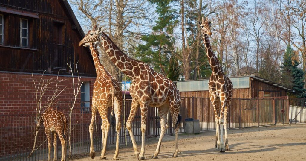 大阪でデートに使える動物園ラン
