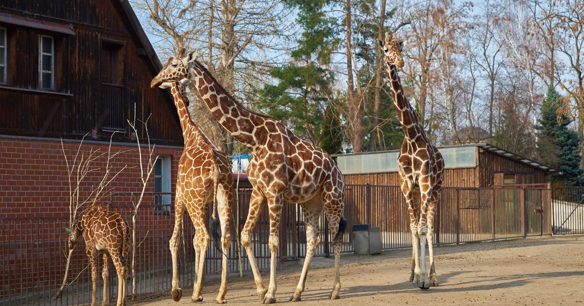 大阪でデートに使える動物園ランキングを教えてください！ デートの定番スポットである動物園。皆さんは動物園デートって好きですか？かわいい動物を一緒に見たりふれあっ