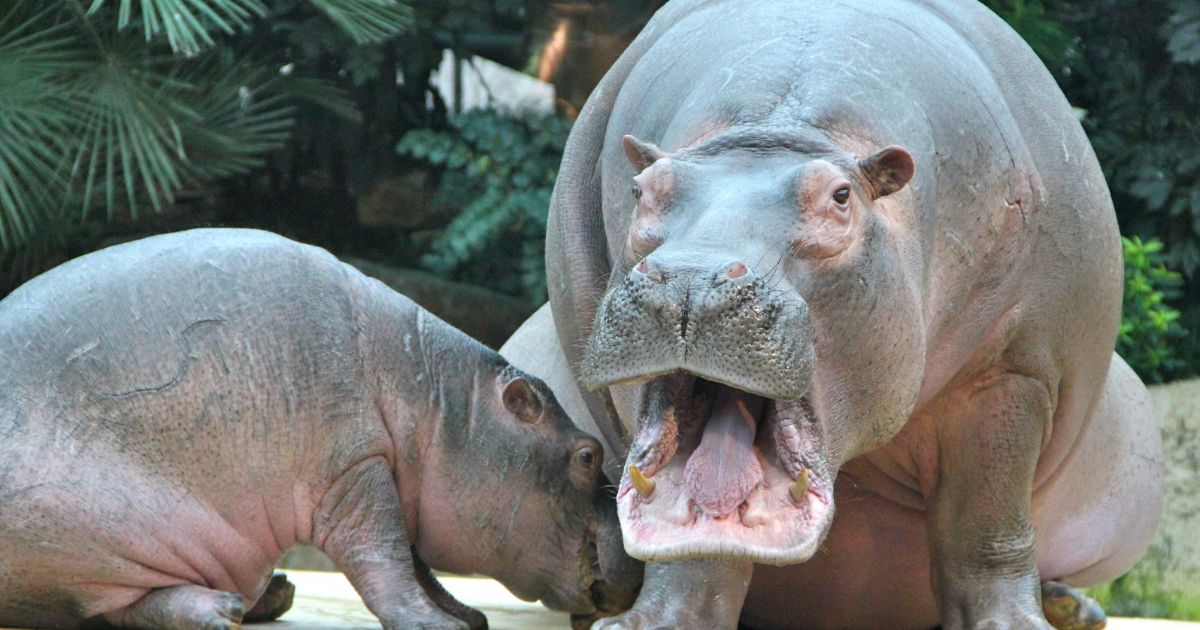 北海道にあるデートにおすすめな動物園ランキングを教えてください！ デートの定番スポットである動物園ですが、北海道はその広大な大地のおかげでかなり大規模なものがあ