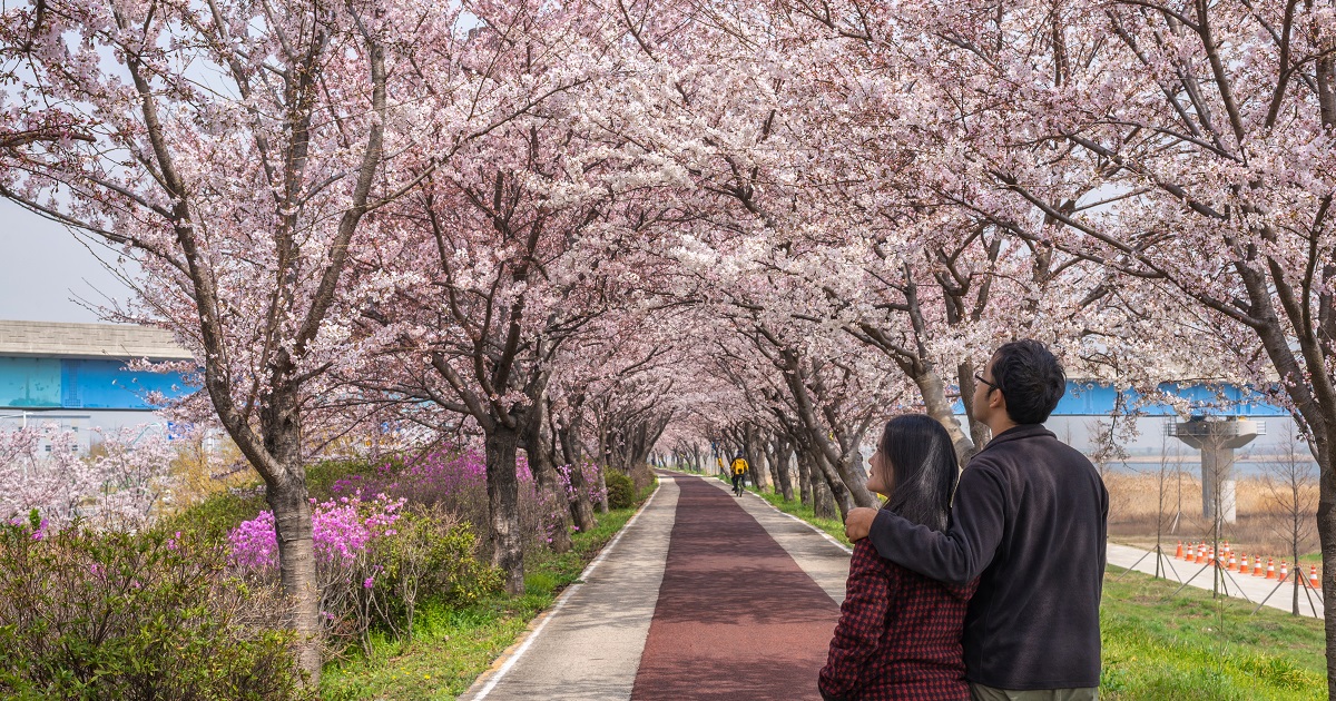 北海道でお花見デートにおすすめな桜スポットランキングを教えてください！他県の方々にはあまりイメージはないかもしれませんが、北海道には意外と桜の名所もたくさんある