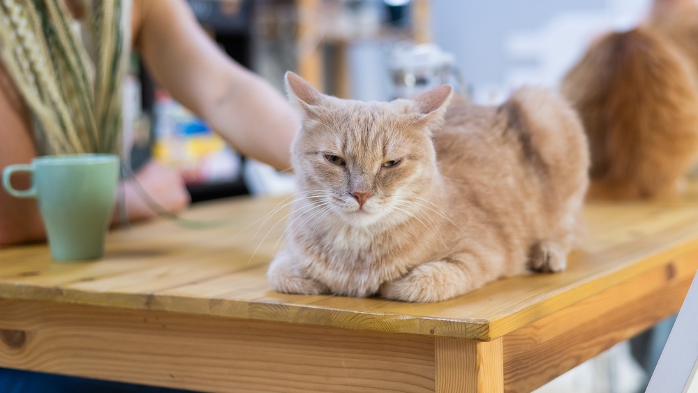 デートで動物に癒されたい!そう