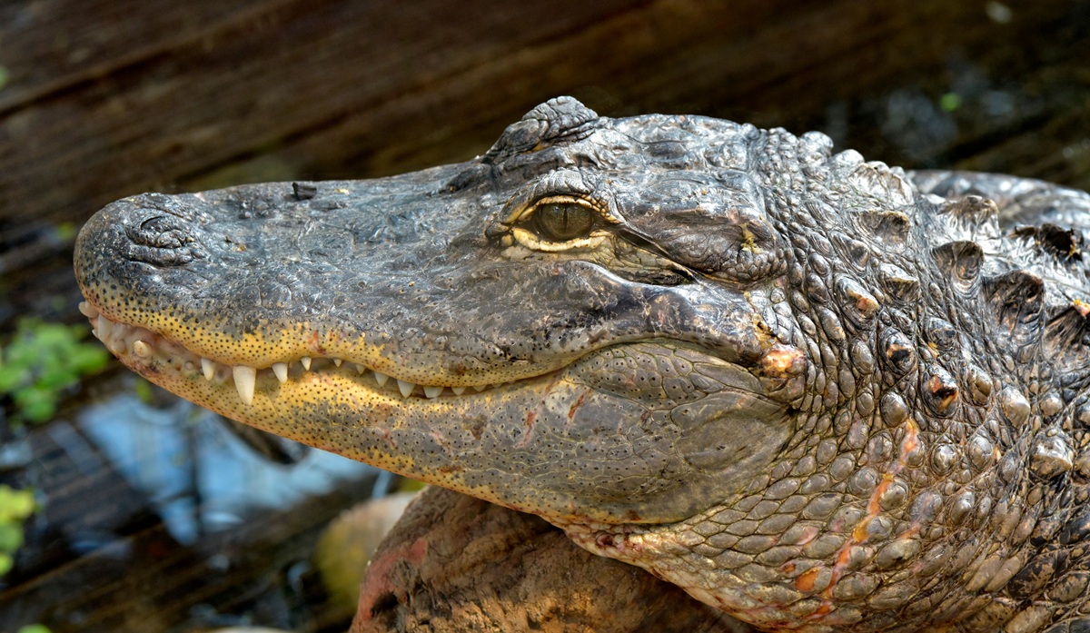 夢占い「ワニの夢」を見た意味と心理。男女で違いは？シチュエーションごとに解説